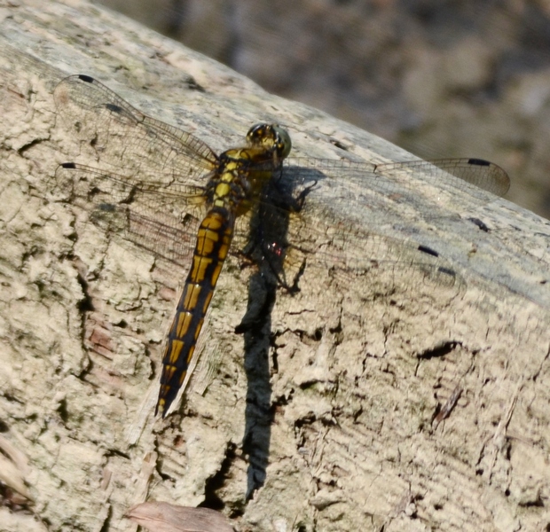 Orthetrum albistylum